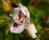 Geranium Bud