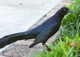 Boat-tail Grackle