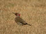 Yellow Shafted Northern Flicker