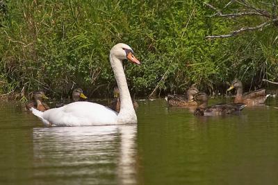 Birds/Wildlife