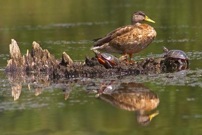 Duck - 1