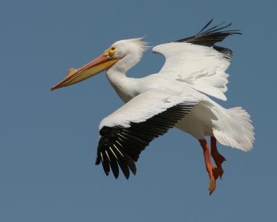 White Pelicans on the Arkansas River