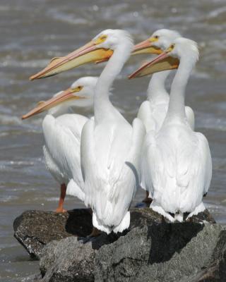 White Pelicans on the Arkansas River