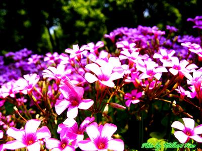 ~IMG_2287.JPG