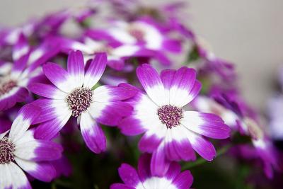 CRW_8129.jpg