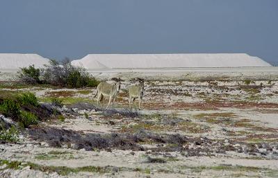 Burros at the Salt Works