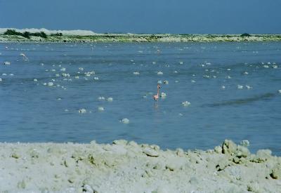 Flamingos at the Salt Ponds