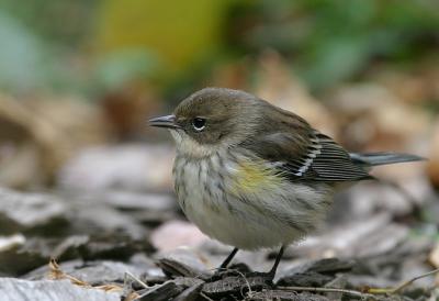 Yellow-Rumped Warbler Dendroica Coronata