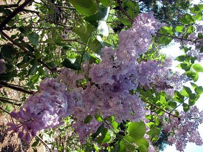 Lilacs at Descanso Gardens