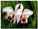 Orchids 2005 Vol. #1