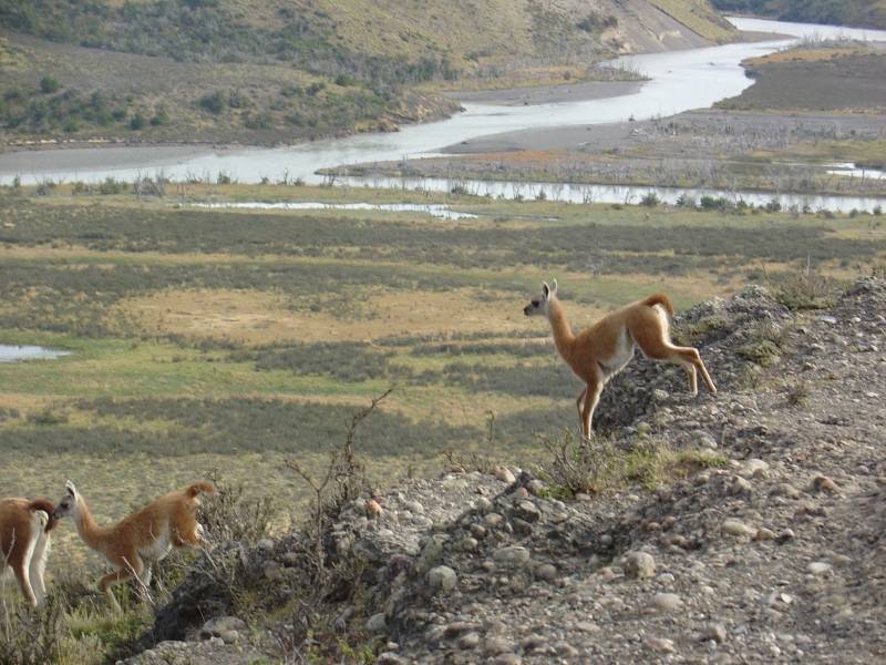 Our furry neighbors -- guanacos