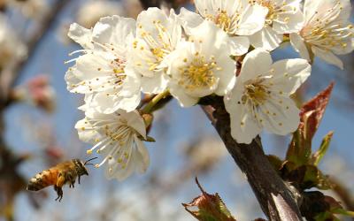 A Bee Pollinating A Sweet Cherry Flower (2)