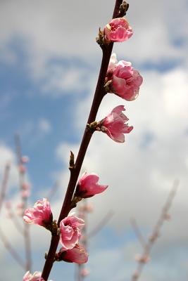 Nactarine Blossom (1)