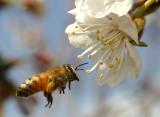 A Bee Pollinating A Sweet Cherry Flower (1)