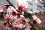 Nactarine Blossom (2)