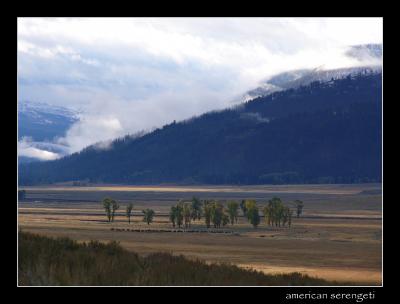 The Lamar Valley - American Serengeti