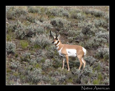 9-04nativeamerican.jpg