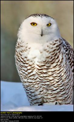 DGreat Snow Owl ...