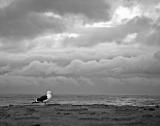 Seagull in stormy weather at Zuma Beach