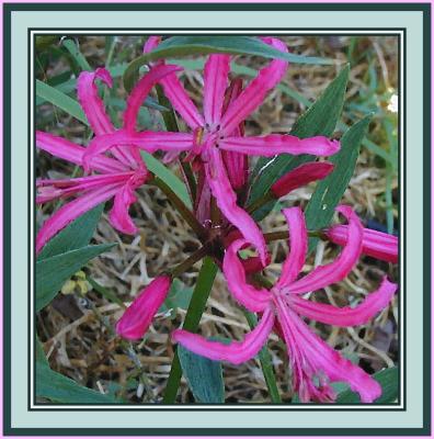 Nerine filifolia