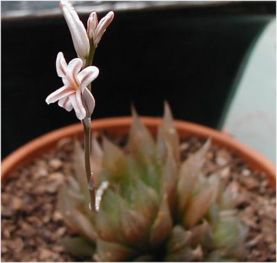 Haworthia - shows bloom