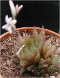 Haworthia - shows plant
