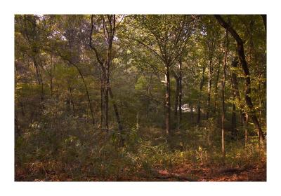 The Forest