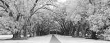 IR Oak Alley