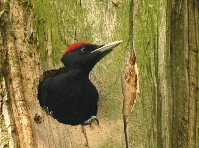 Blackwoodpecker.jpg