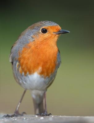 705C5601c.jpg
