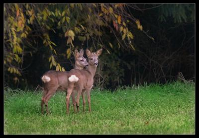 wild00433.jpg