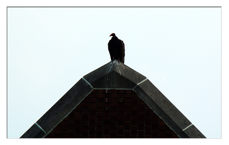 Buzzard