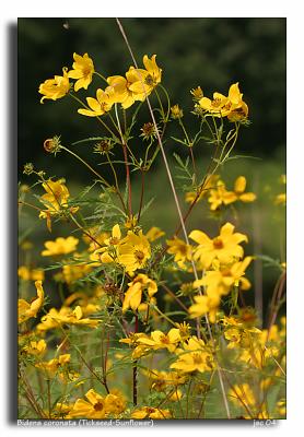 Bidens coronata (Tickseed-Sunflower).jpg