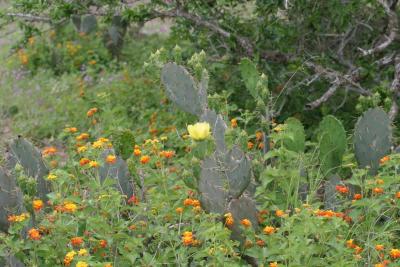 Spring nopal in  lantana.jpg