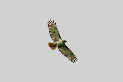 Red tailed hawk.jpg