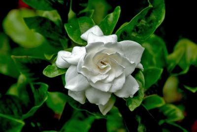 Gardinia 8.jpg