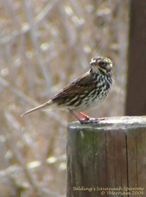 Belding's Large-billed Savannah Sparrow