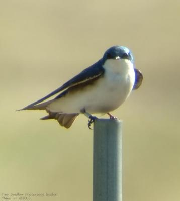 Tree Swallow wants YOU!!