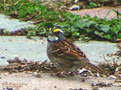 White-throated Sparrow