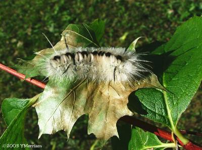 Lophocampa caryae - Hickory Tussock Moth - Hodges#8211