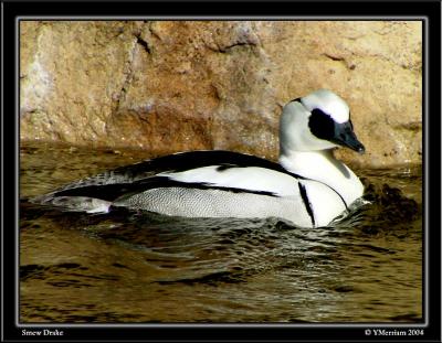 Beautiful Duck...Photographer's Nightmare