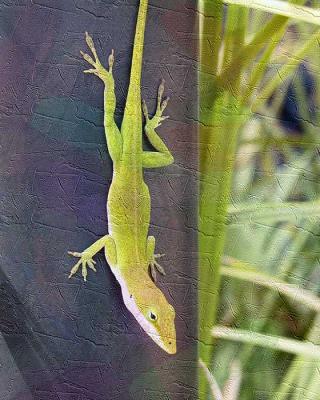 American Chameleon Imp WC.jpg