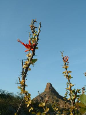 Red flower, mountain