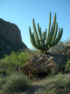 Canyon - cactus, green