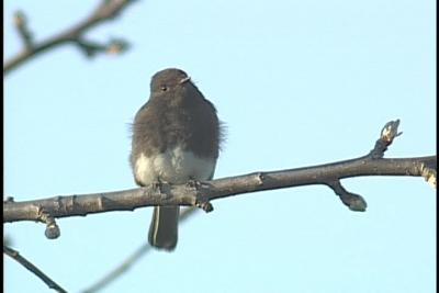 Black Phoebe, JBH reserve 2003