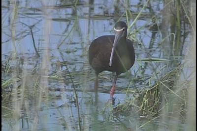 White-Faced Ibis - Othello, 2003