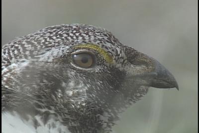 Greater Sage Grouse - young male