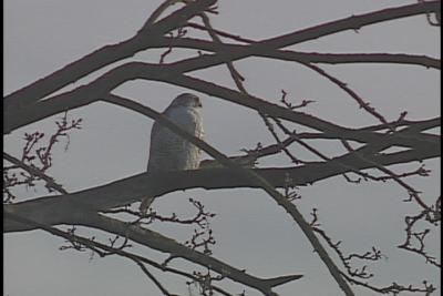 Gyrfalcon-Snohomish 2003