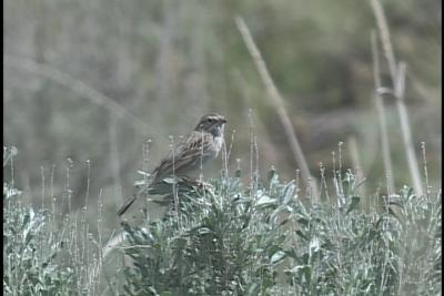 Clay Colored Sparrow - Waterville, 2003