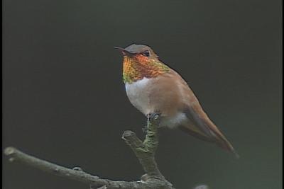 Rufous Hummingbird